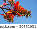 Deigo的花·沖繩縣花 30661931