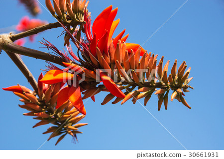 Deigo的花·沖繩縣花 Deigo的花·沖繩縣花 30661931