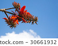 Deigo的花·沖繩縣花 30661932