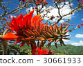 Deigo的花·沖繩縣花 30661933