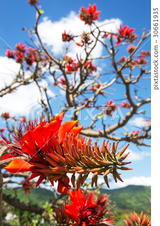 Deigo's Flower · Okinawa Prefectural Flower 30661935