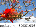 Deigo的花·沖繩縣花 30661936