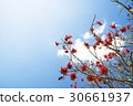 Deigo的花·沖繩縣花 30661937