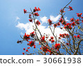 Deigo的花·沖繩縣花 30661938