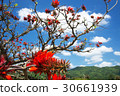Deigo的花·沖繩縣花 30661939