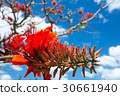 Deigo的花·沖繩縣花 30661940