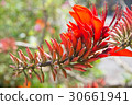 Deigo的花·沖繩縣花 30661941