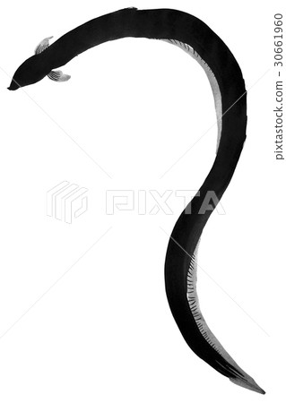 鰻魚（墨水的手繪插圖） 30661960