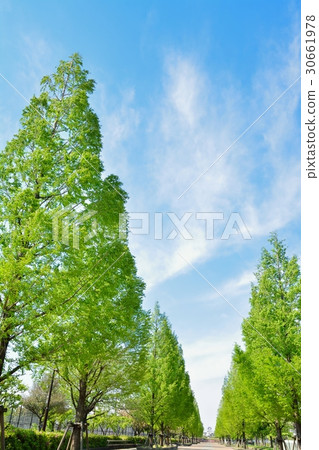 在Sinsden公園的水杉Namiki 30661978