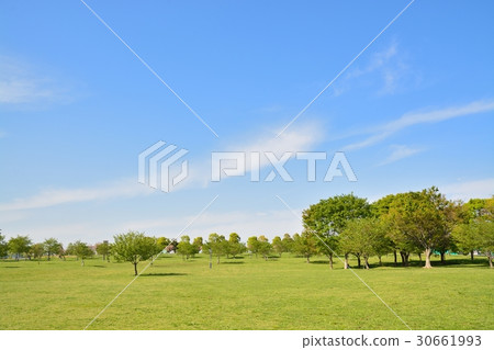 新鮮的綠色Treed公園 新鮮的綠色Treed公園 30661993