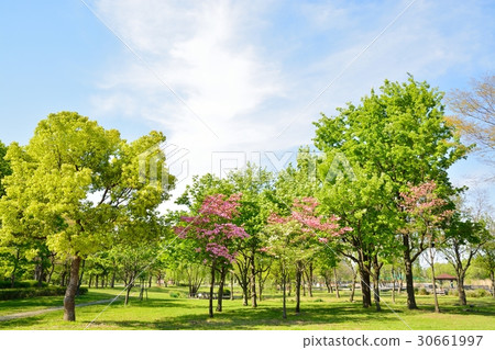 新鮮的綠色Treed公園 30661997