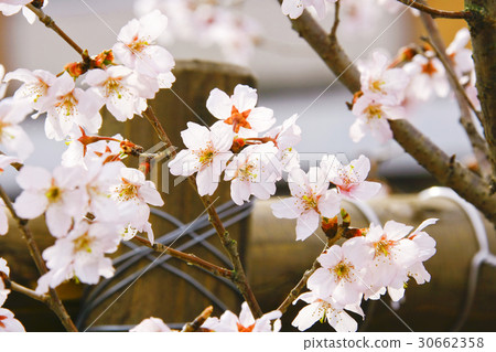 圖庫照片: 櫻花 櫻桃樹 櫻桃