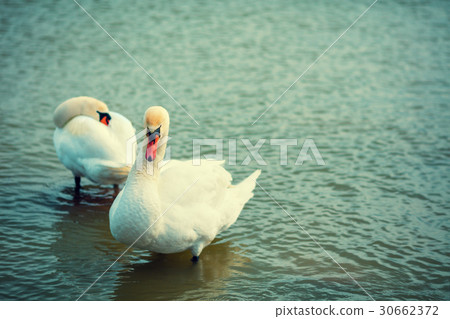 couple of swans swimming in the lake together 30662372