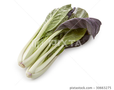 紫色Komatsuna（陰影墨水，背景白色） 30663275