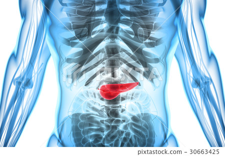 3D illustration of Pancreas - digestive system. 30663425
