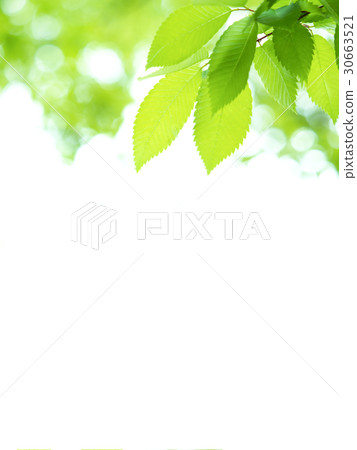 Fresh green zelkova Fresh green zelkova 30663521