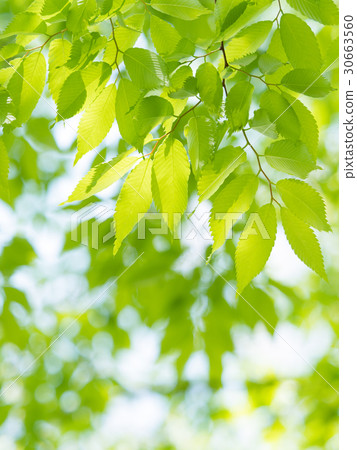 Fresh green zelkova Fresh green zelkova 30663560