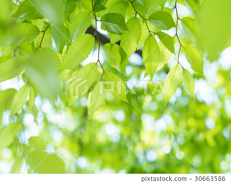 新鮮的綠色櫸樹 30663586