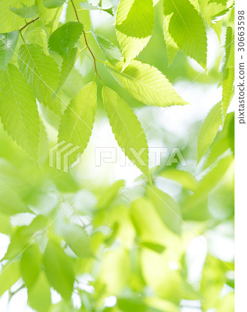 新鮮的綠色櫸樹 30663598