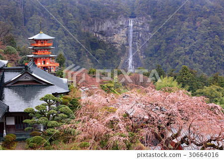 Nachi的瀑布和櫻花02 30664016