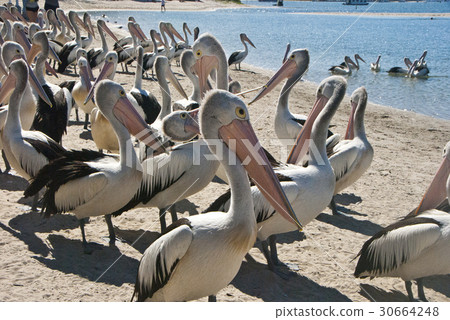 動物/鳥類/醜陋 動物/鳥類/醜陋 30664248