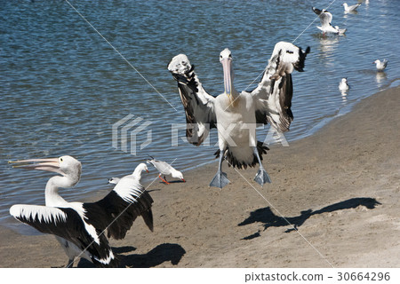  Australian animals, landing 30664296
