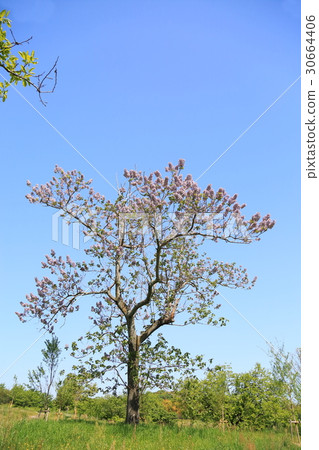 Flower of a tender Flower of a tender 30664406