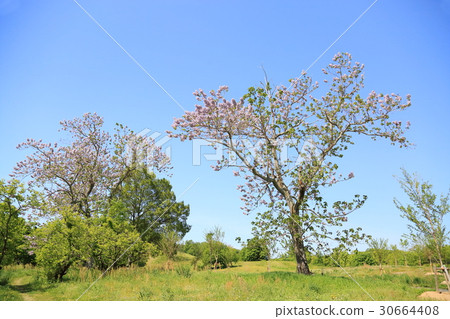 Flower of a tender 30664408