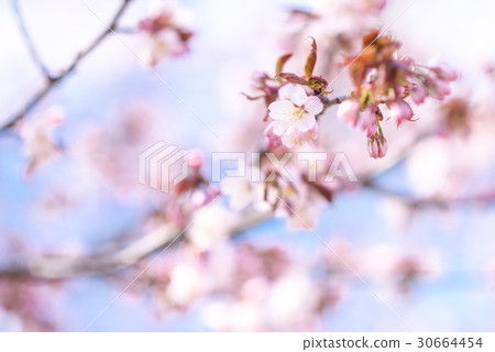 櫻花（高調） 30664454