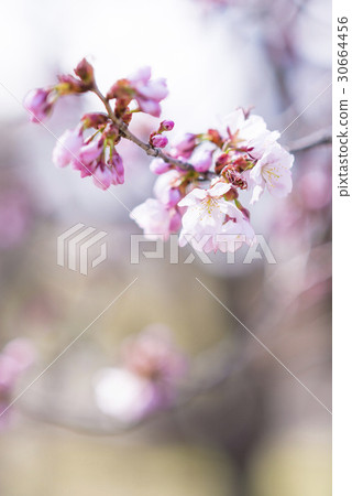 櫻花(開始綻放負片) 櫻花(開始綻放負片) 30664456