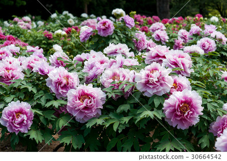 Peony flower 30664542