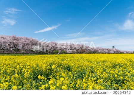 Satoki Hakodendo Sakura River Cherry Blossoms and Rape Field Satoki Hakodendo Sakura River Cherry Blossoms and Rape Field 30664543