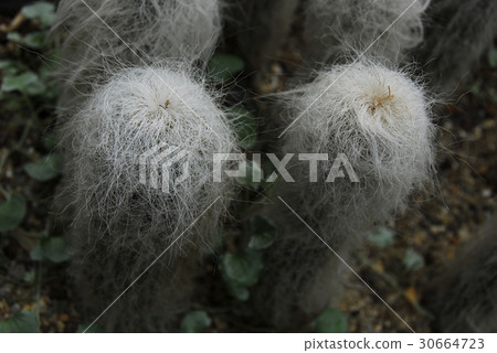 White-haired cactus White-haired cactus 30664723