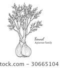 Ink fennel hand drawn sketch 30665104
