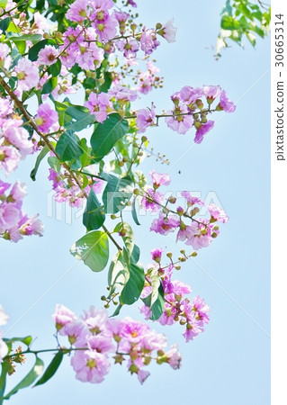 Banaba,Olana麻雀(Banaba,Lagerstroemia speciosa) Banaba,Olana麻雀(Banaba,Lagerstroemia speciosa) 30665314