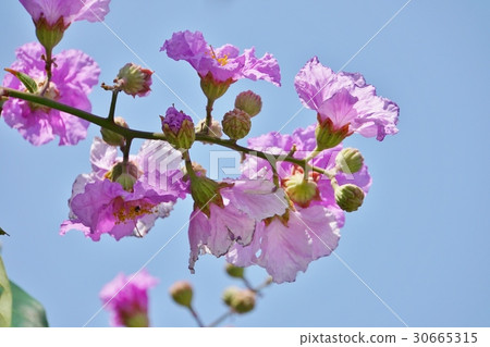 Banaba，Olana麻雀（Banaba，Lagerstroemia speciosa） 30665315