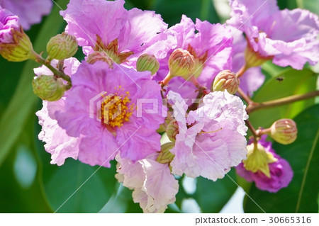 Banaba, Olana sparrow (Banaba, Lagerstroemia speciosa) 30665316