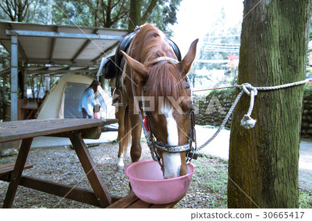 喝水的馬兒horse 喝水的馬兒horse 30665417
