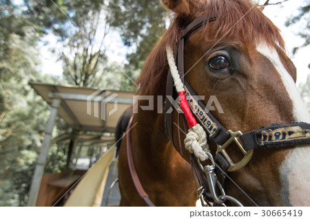 馬horse 馬horse 30665419