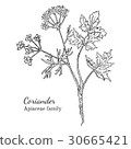 Ink coriander hand drawn sketch 30665421