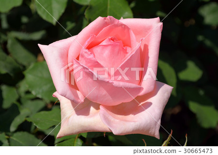 Roses in Yokohama, grandchild (Hammameraai) Roses in Yokohama, grandchild (Hammameraai) 30665473