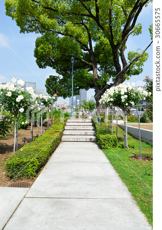 大阪Nakanoshima玫瑰園的風景 30665575