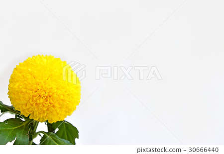 乒乓菊花 30666440