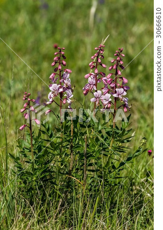Beautiful flowers in the springtime Beautiful flowers in the springtime 30666610