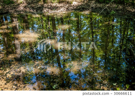 Small water puddle in the forest Small water puddle in the forest 30666611