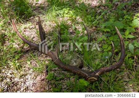 Red deer antler (Cervus elaphus) in the forest Red deer antler (Cervus elaphus) in the forest 30666612