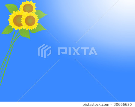 Sunflowers and blue skies <Image of summer> Sunflowers and blue skies <Image of summer> 30666680