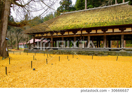 長的大銀杏（喜多方市） 30666687