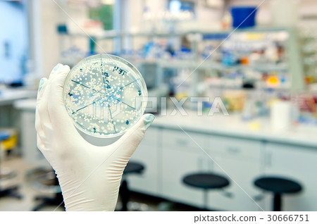 hand holding petri dish in laboratory hand holding petri dish in laboratory 30666751