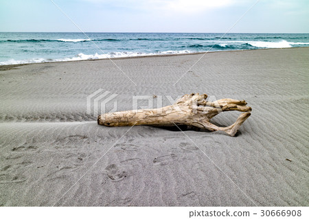 漂流木 漂流木 30666908